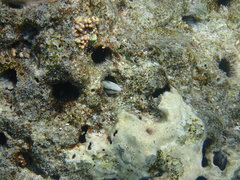 Aspidontus dussumieri