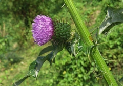 Cirsium mexicanum
