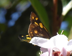 Metisella metis paris