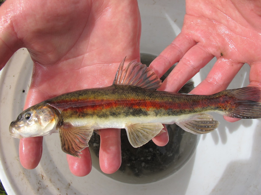 Longnose sucker (Catostomus catostomus) — Catostomidae