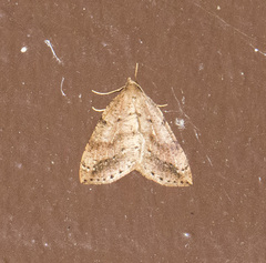 Thallophaga hyperborea