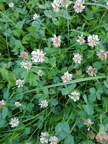 white clover