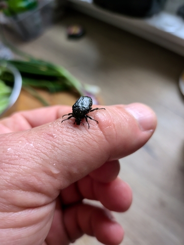 Mediterranean Spotted Chafer