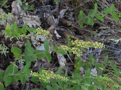woodland germander