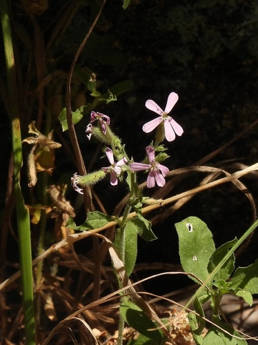 Rock Soapwort