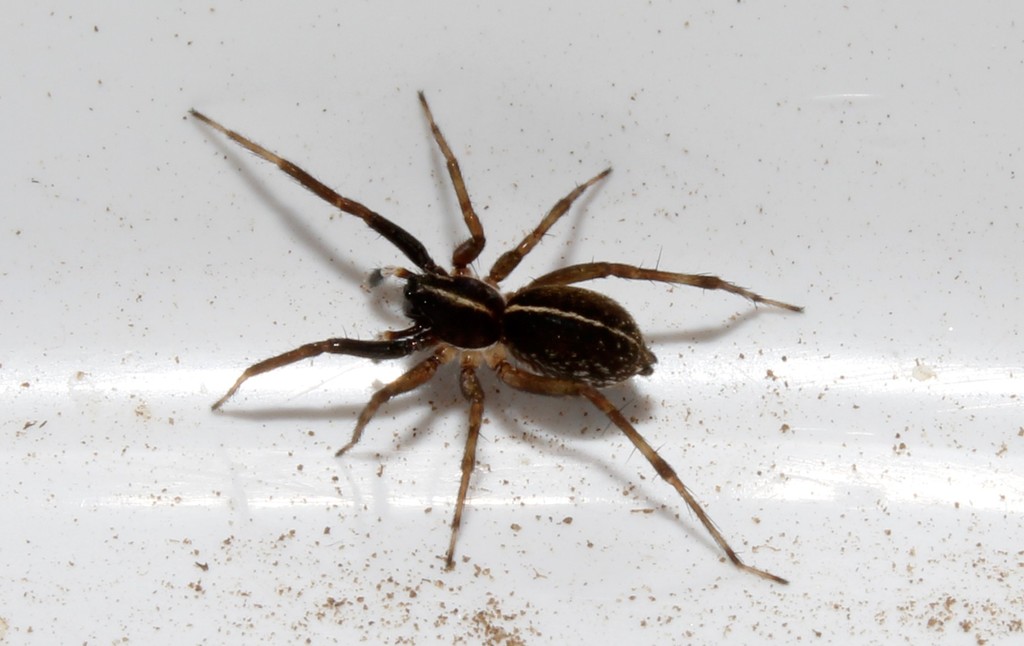 Aulonia kratochvili