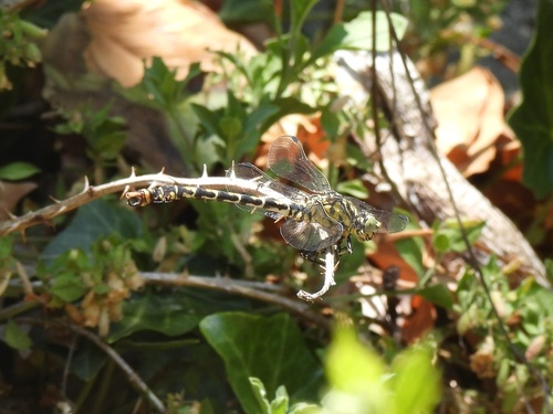 Small Pincertail