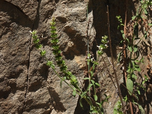 Perennial Yellow-woundwort