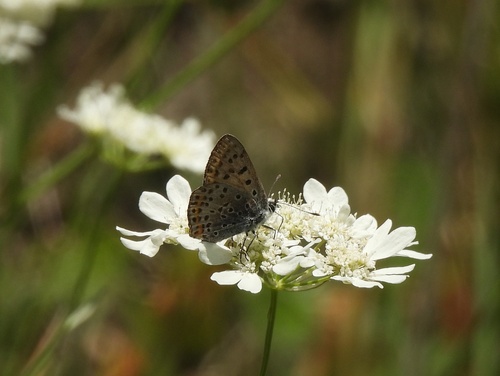 Sooty Copper