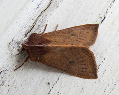 Orthosia transparens