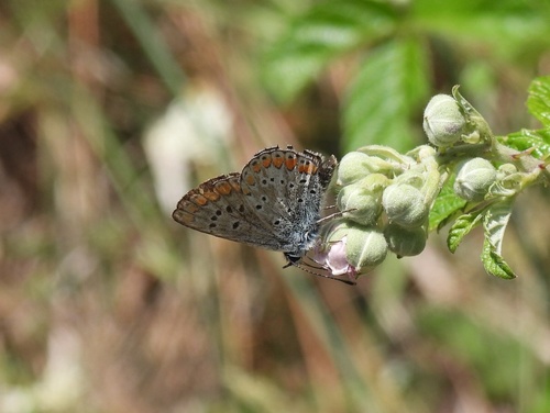 Brown Argus