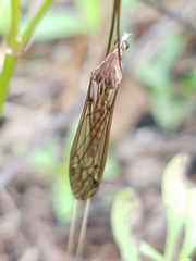 Brachypremna dispellens