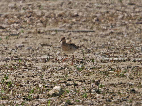iNaturalist image