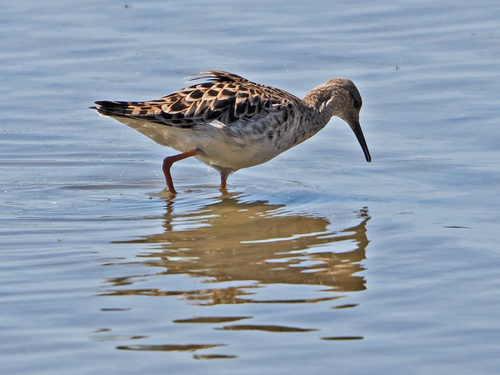 iNaturalist image