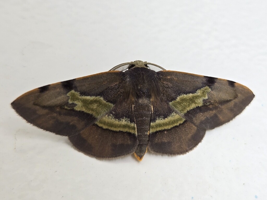 Capasa bifurcata