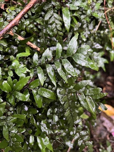 Arthropteris tenella, photograph 3
