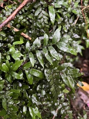 (c) Hannah Rogers, some rights reserved (CC BY) Arthropteris tenella, photograph (c) Hannah Rogers, some rights reserved (CC BY)