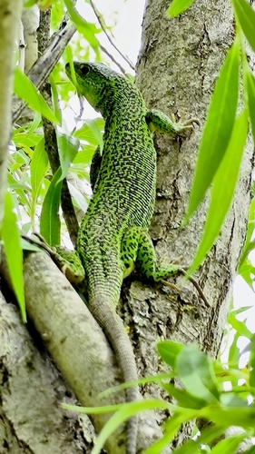 Green Lizard