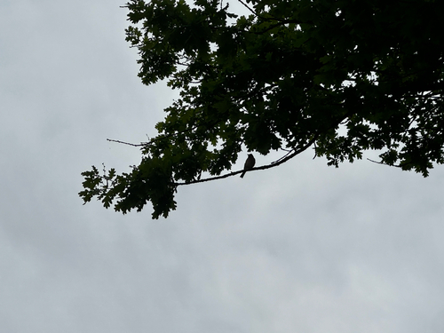 Common Chaffinch