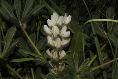 Lupinus albus