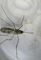 Culiseta incidens