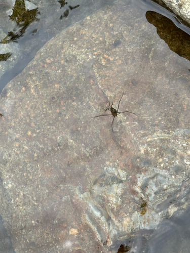 Metrocoris histrio