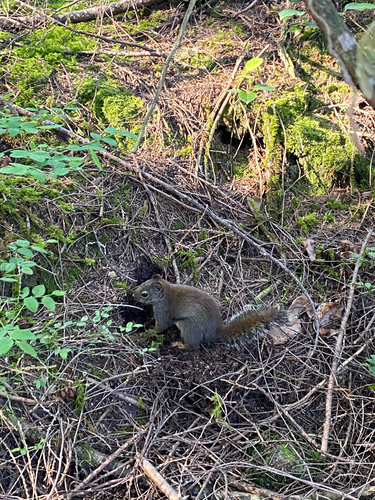 Douglas's Squirrel observed by cricket_olivia