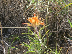 Castilleja lindheimeri