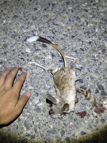Svertzov's Jerboa
