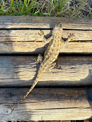 Western Fence Lizard observed by proteaceaestan