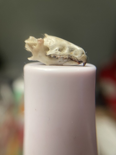 Northern Short-tailed Shrew observed by apistanewj