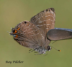 Satyrium liparops