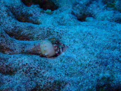 Calcinus lineapropodus observed 2026-05-27