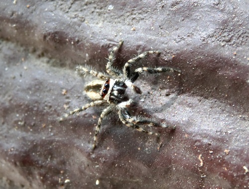 Gray Wall Jumping Spider