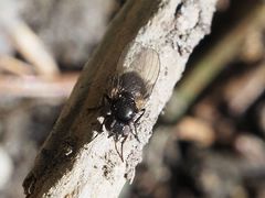 Earomyia lonchaeoides