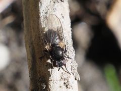Earomyia lonchaeoides