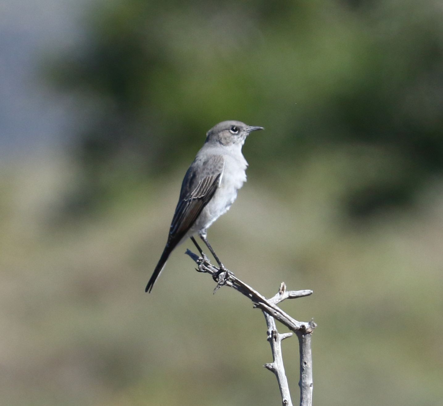 Karoo Chat (Emarginata schlegelii), photo 5