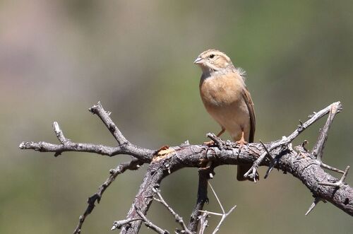Lark-like Bunting (Emberiza impetuani), photo 5