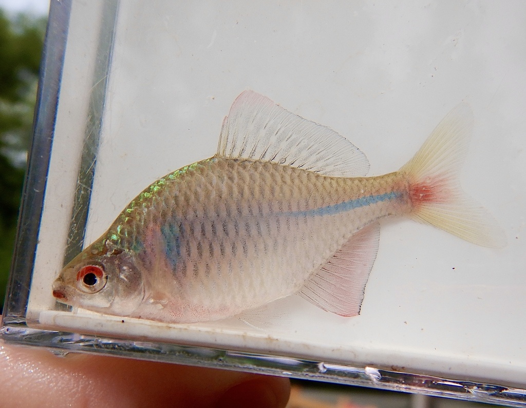 Rosy bitterling (Rhodeus ocellatus) — Cyprinidae