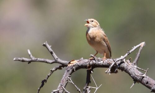 Lark-like Bunting (Emberiza impetuani), photo 6