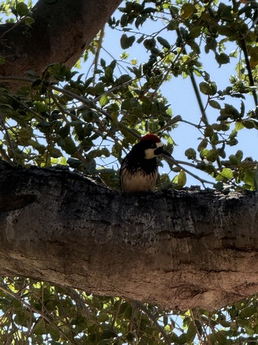 Acorn Woodpecker observed by mbugs
