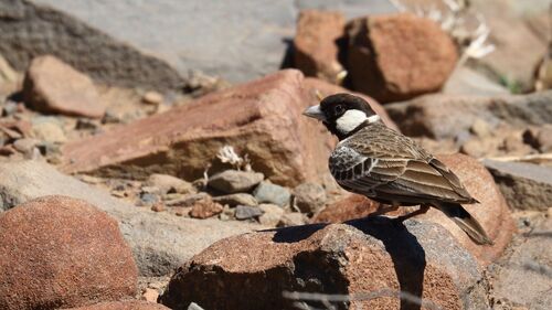 Grey-backed Sparrow-Lark (Eremopterix verticalis), photo 2