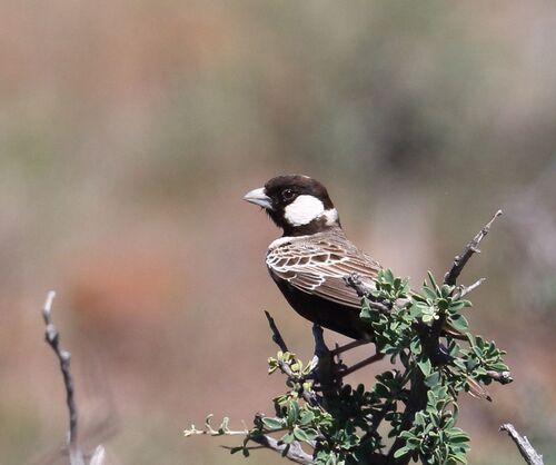 Grey-backed Sparrow-Lark (Eremopterix verticalis), photo 7