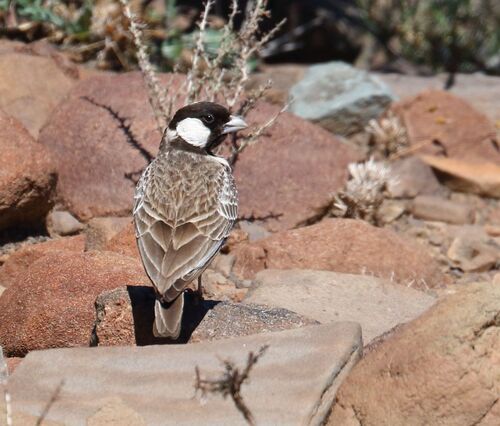 Grey-backed Sparrow-Lark (Eremopterix verticalis), photo 3