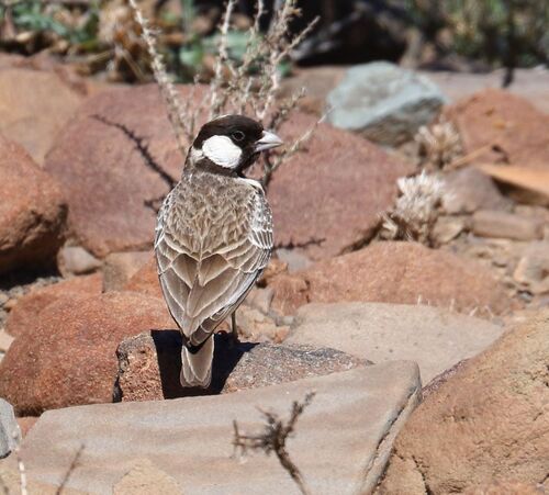 Grey-backed Sparrow-Lark (Eremopterix verticalis), photo 8
