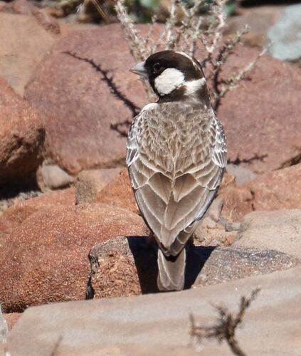 Grey-backed Sparrow-Lark (Eremopterix verticalis), photo 9