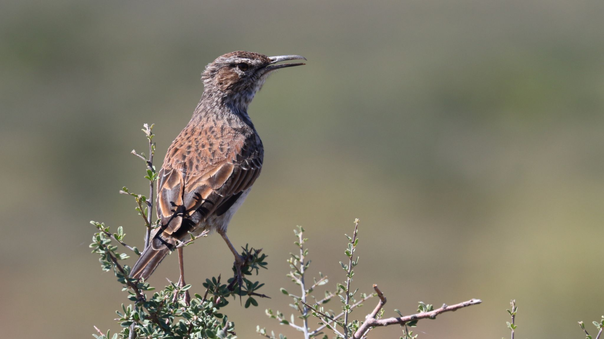 Karoo Long-billed Lark (Certhilauda subcoronata), photo 5