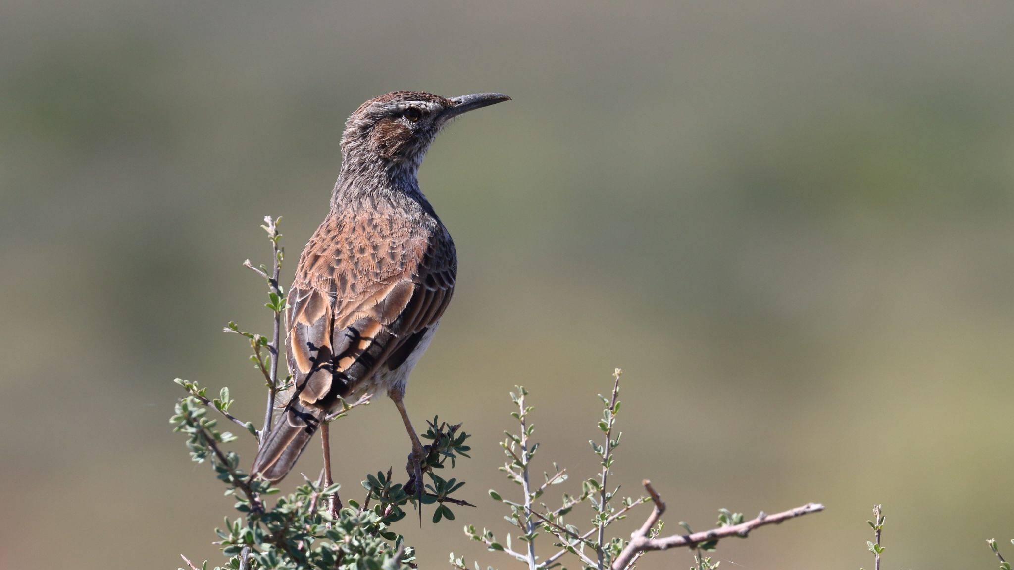 Karoo Long-billed Lark (Certhilauda subcoronata), photo 8