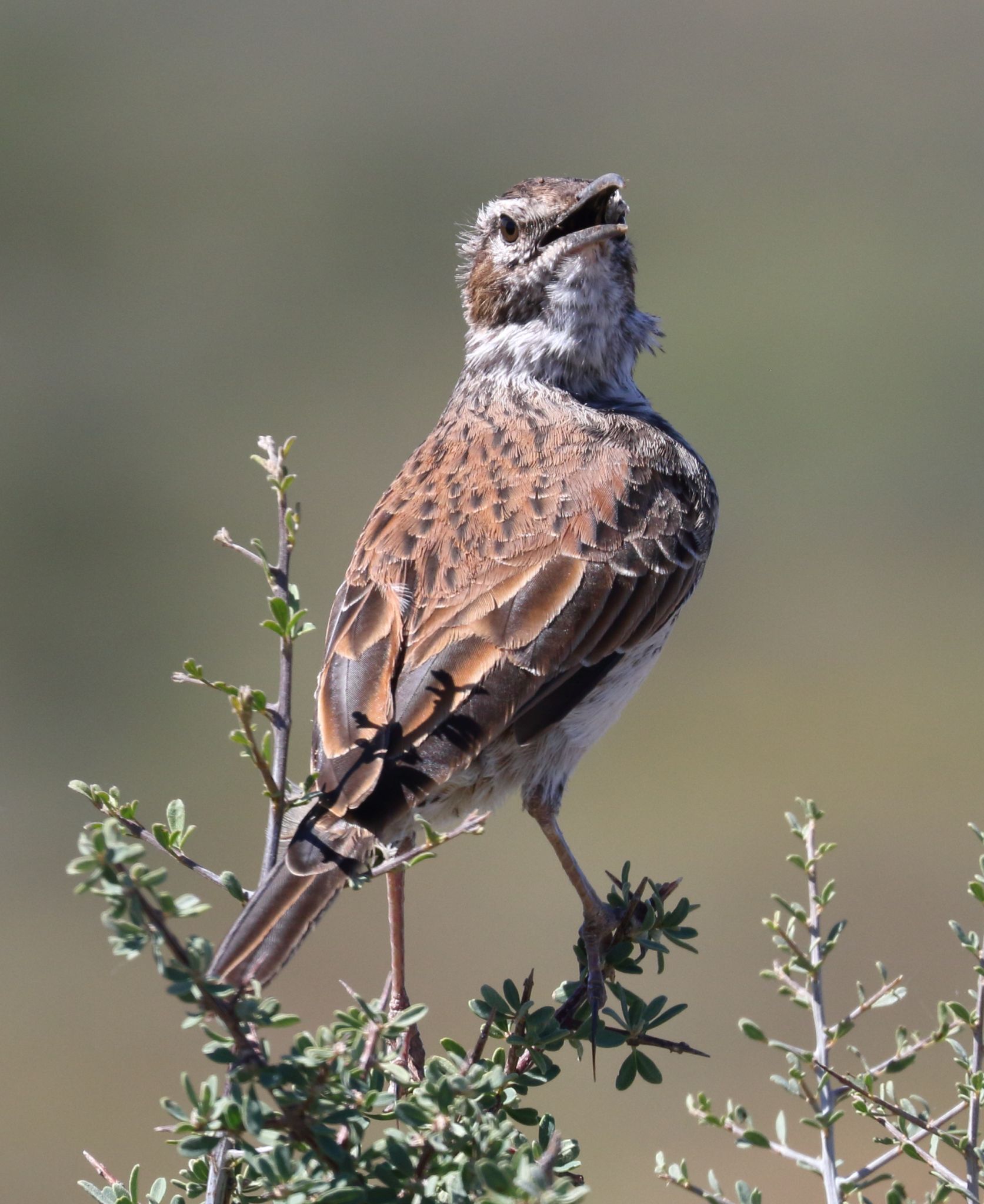 Karoo Long-billed Lark (Certhilauda subcoronata), photo 6