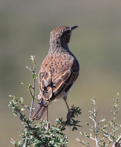 Karoo Long-billed Lark (Certhilauda subcoronata), photo 5